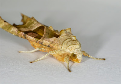 Angle Shades (Phlogophora meticulosa)