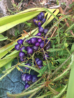 Ukiuki berries