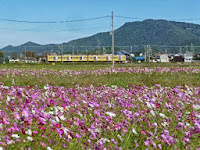 近江鉄道の電車が通過、電車の黄色い車体とコスモスが大変マッチしていた。