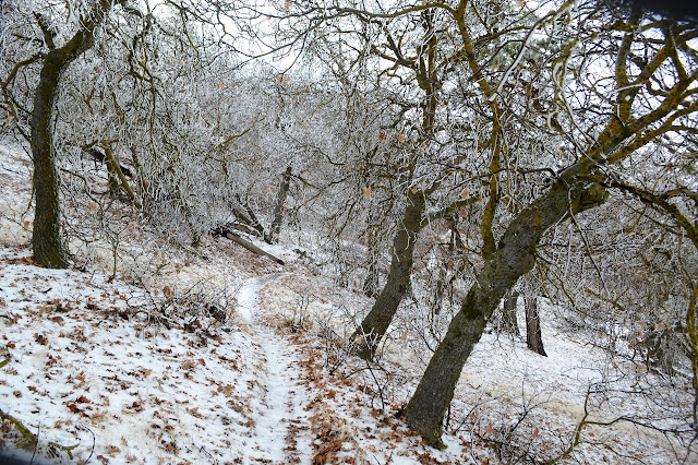 bare oaks in a little snow