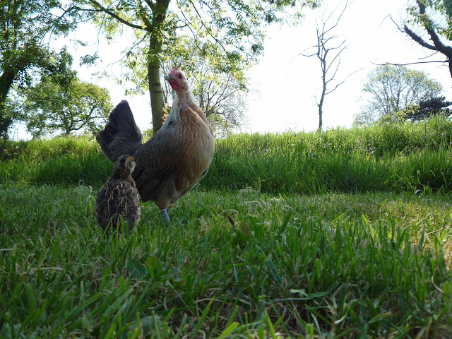 Pharaoh Coturnix Juvenile Quail free-ranging with Bantam Ardenner