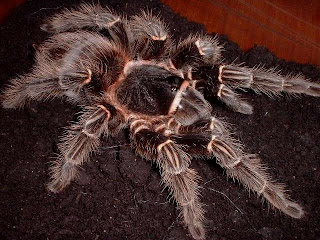 tarantula brazilian salmon pink bird eating Lasiodora parahybana arthropoda animal spider wallpaper