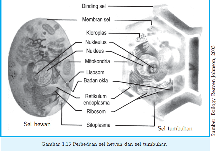 XI IPA d 4 gambar perbedaan  sel  hewan  dan  tumbuhan 