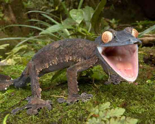 leaf tailed gecko