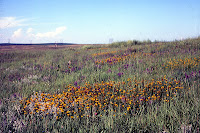 Coreopsis in Iowa prairie