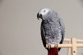 African Grey, beo paling cerewet