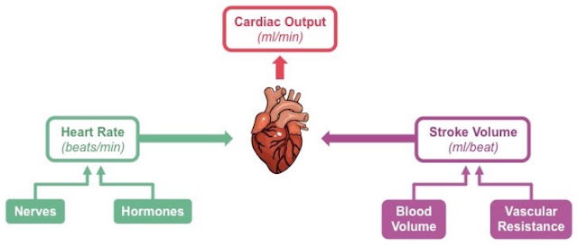 Menghitung Cardioc Outpot Terhadap Penurunan Curah Jantung 