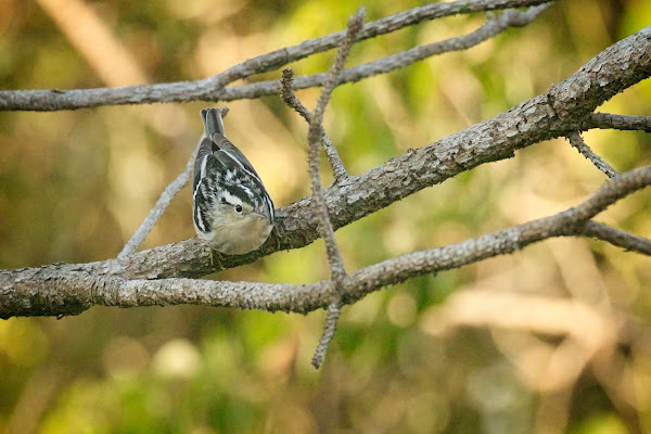 Black and White Warbler.