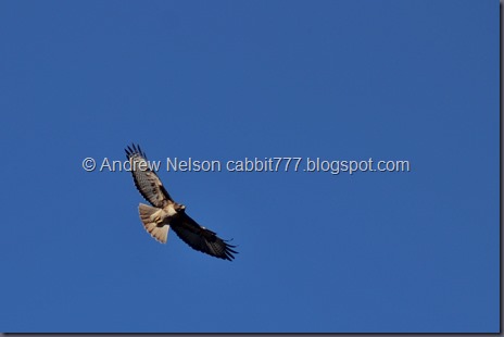IMG_6390 - Copy
