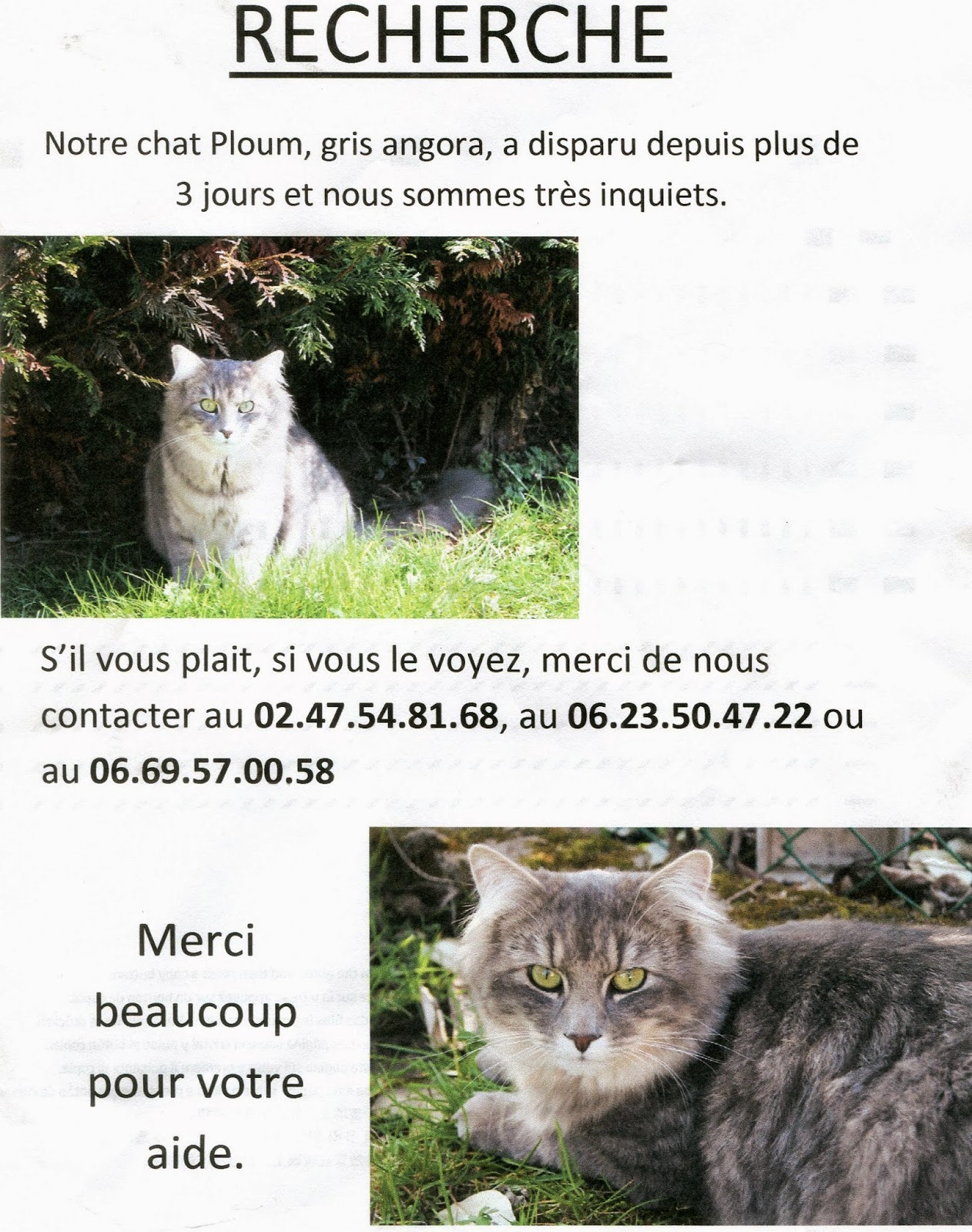 Notre Dame D Oe A La Recherche De Ploum Petit Chat Perdu