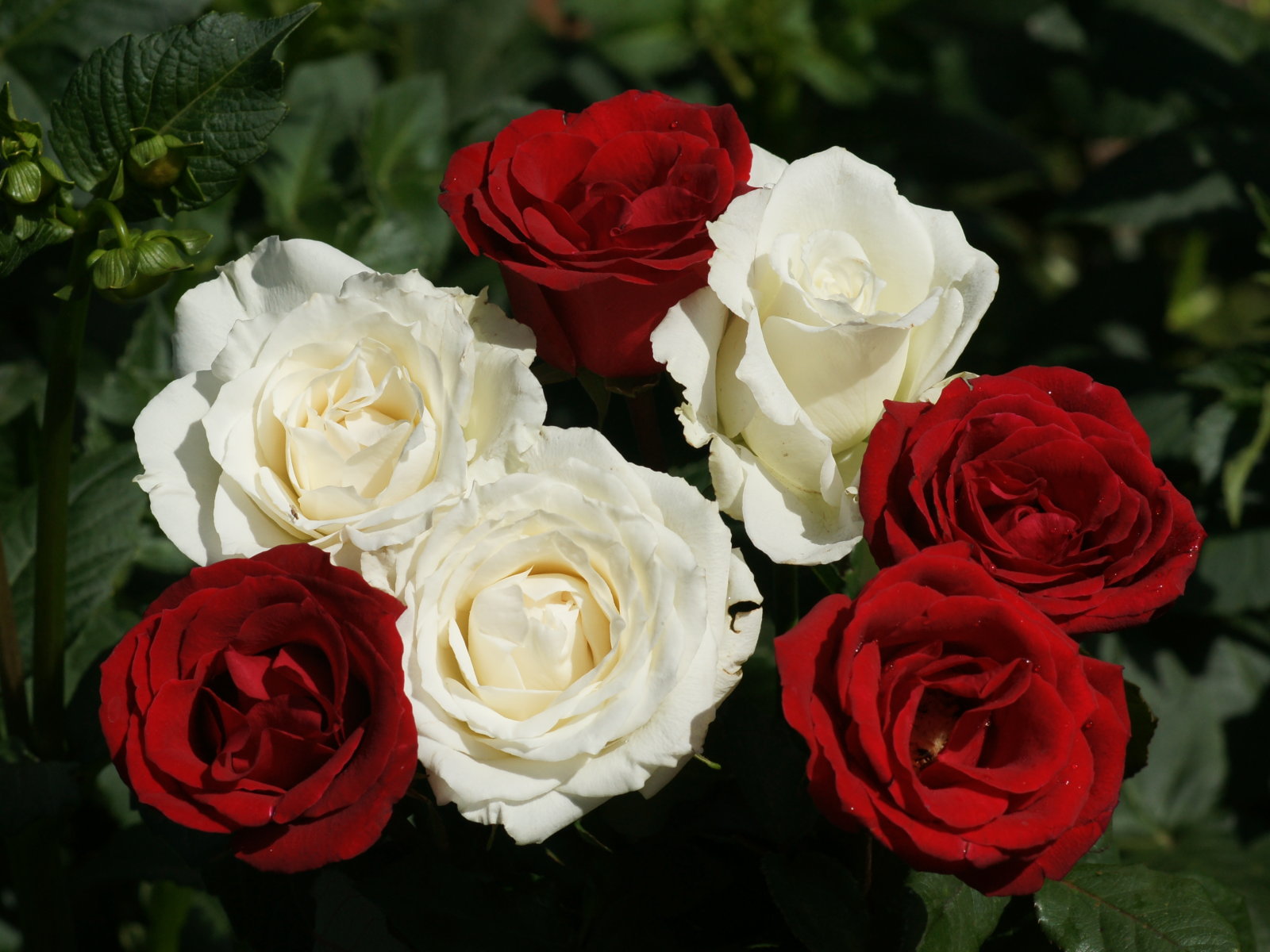 types of flowers exotic White Red Rose Flower | 1600 x 1200