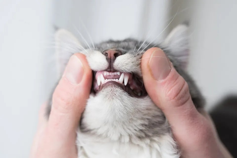 هل القطط تغير اسنانها