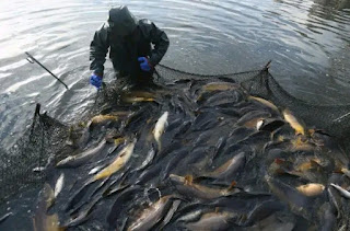 Fish farming business