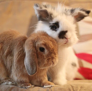 memilih kelinci untuk peliharaan - pulau kelinci blog
