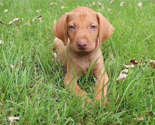 Vizsla Puppy Picture