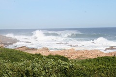 seal point