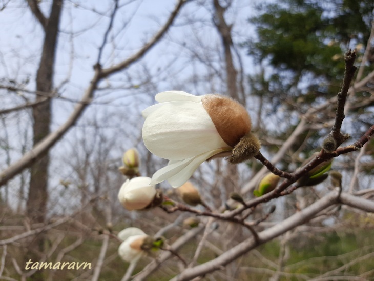 Магнолия Лёбнера (Magnolia × loebneri)