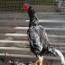 Ayam Shamo Raja Dari Petarung 