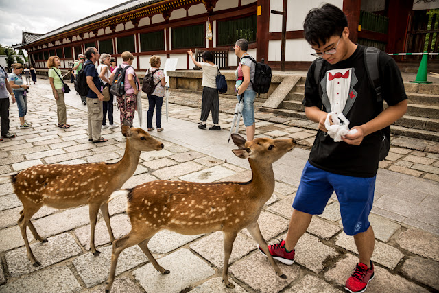 Ciervos en Todai-ji :: Canon EOS5D MkIII | ISO100 | Canon 24-105@24mm | f/5.0 | 1/100s