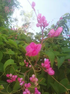 Planta llamada Miguelito, flor de San Diego, Rosa de Mayo, Corona de la Reina, Love chain