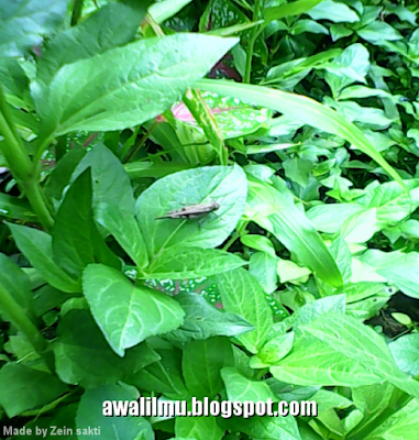  Foto diatas ialah foto belalang yang sedang hinggap di daun flora urang Foto Belalang Hinggap Di Daun