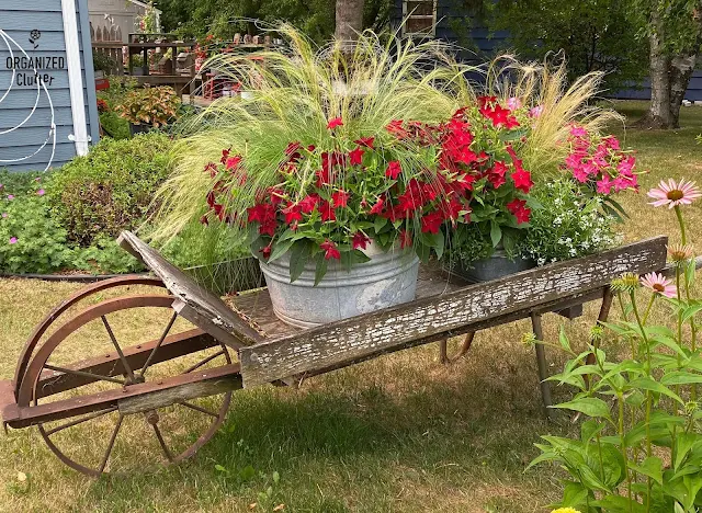 Photo of an old wheelbarrow with laundry tubs of Nicotiana