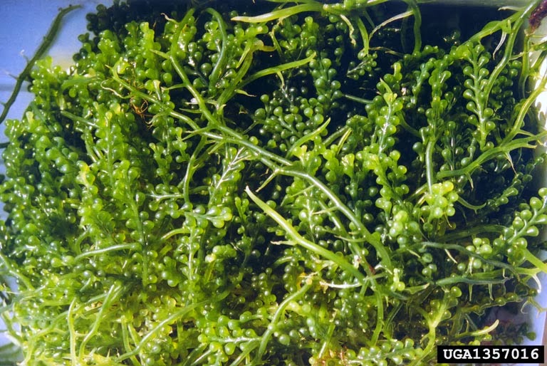 Know your seaweed Anggur Laut Caulerpa SEAWEED UNDIP