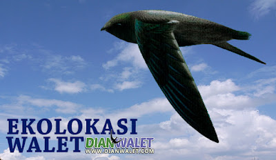 Ekolokasi Walet