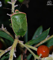 La chinche verde o hedionda (Nezara viridula)