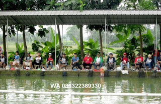 Cara Mancing Ikan Mas Di Kolam Pemancingan