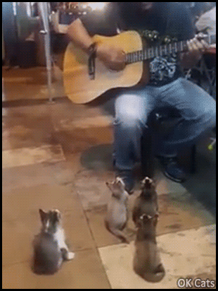 Funny%20Kitten%20GIF%20%E2%80%A2%20When%204%20cute%20stray%20kitties%20listen%20attentively%20a%20street%20singer%20playing%20guitar%20%5Bok-cats.com%5D.gif