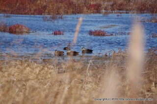 Black Ducks