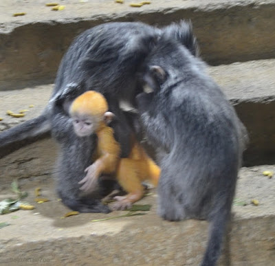 Two juvenile silvered leaf langurs play with the baby.