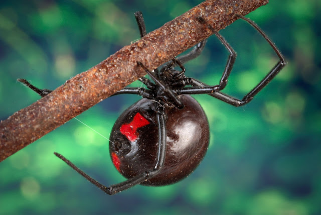 عنكبوت الأرملة السوداء Black Widow Spider