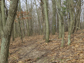 trail in hardwood forest