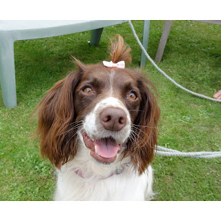 Super cute spaniel smiling, she has a bow in her hair