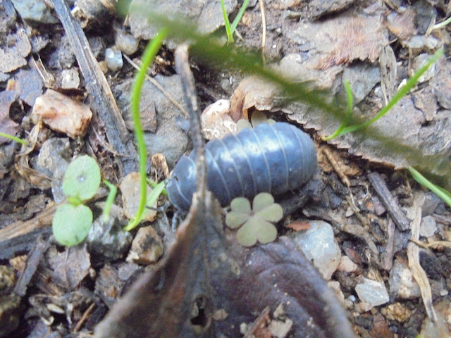 ダンゴ虫がいました