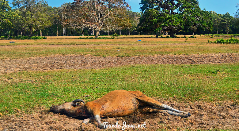 banteng di savana cidaon