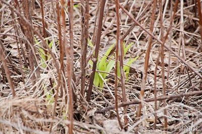 IMG_1715 copy