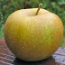 The Zabergau Reinette: A German Apple with Unique Character