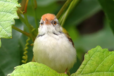 "Common Tailorbird, perched on a grapevine tree"