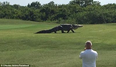 Giant-alligator-seen-roaming-golf-course-in-florida