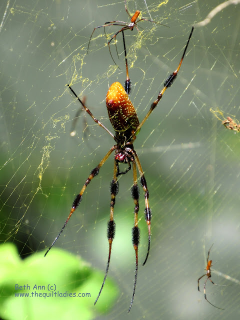 Web of Spiders by Beth Ann Strub (c)