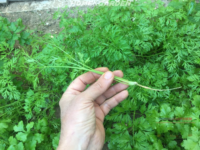 It's so important to thin carrots, they will not grow to maturity unless they have space to do so. Carrots need about an inch of space all around to develop properly.