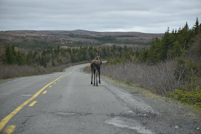 Moose near Trans Canada Trail Newfoundland.