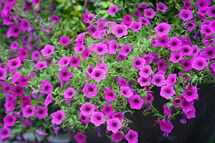 Petunia Flowers Images - Winter Flowers Images Download - Winter flowers - NeotericIT.com