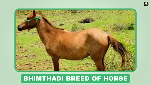 Bhimthadi horse, Maharashtra horse breed, transportation horse, pastoralist horse, Pune, Solapur, Satara, Ahmadnagar, stallion, mare