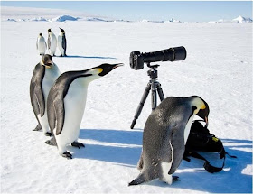 funny animal pictures, penguins and camera