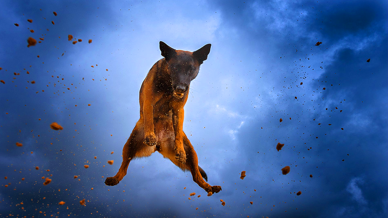 Berger malinois