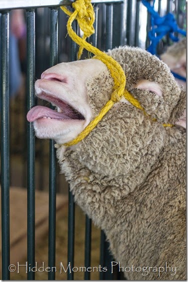 Geauga Fair '14 b